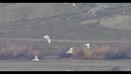 Büyük karabaş martı