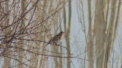 Fieldfare