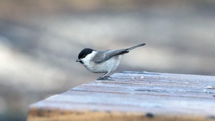 Kayın baştankarası