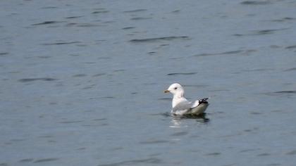 Küçük gümüş martı