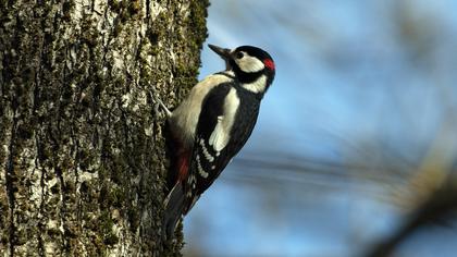 Orman alaca ağaçkakanı