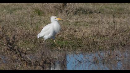Sığır balıkçılı