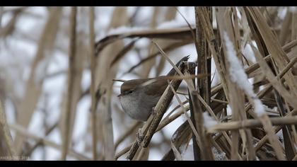 Kamışbülbülü