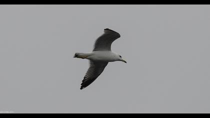 Van gölü martısı