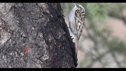 Bahçe tırmaşıkkuşu
