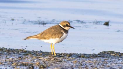 Halkalı küçük cılıbıt