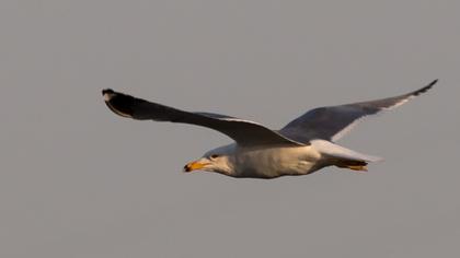 Armenian Gull