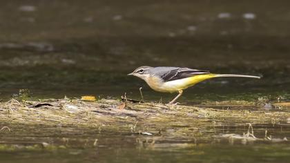 Dağ kuyruksallayanı