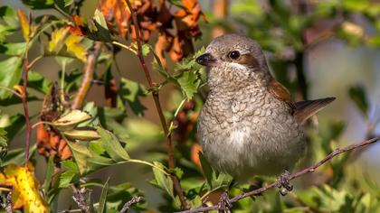 Kızılsırtlı örümcekkuşu