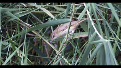 Büyük kamışçın