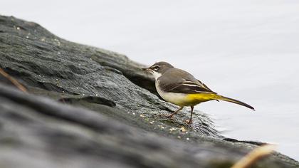 Dağ kuyruksallayanı