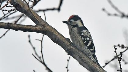 Küçük ağaçkakan