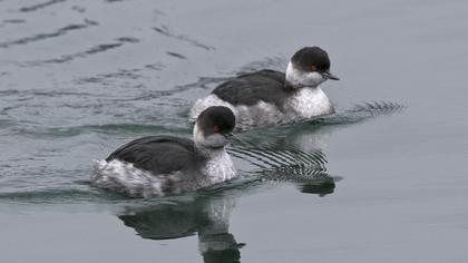 Karaboyunlu batağan