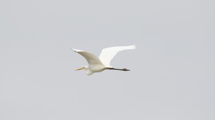 Büyük ak balıkçıl