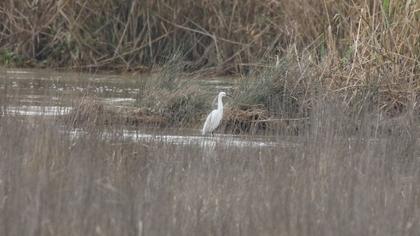 Küçük ak balıkçıl