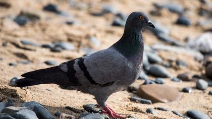 Kaya güvercini