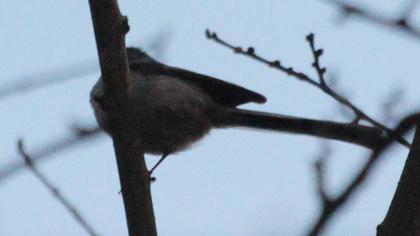 Uzunkuyruklu baştankara