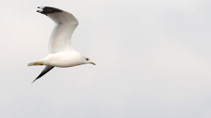 Küçük gümüş martı