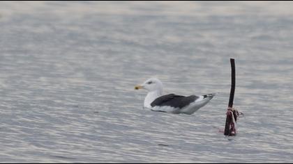Büyük karasırtlı martı