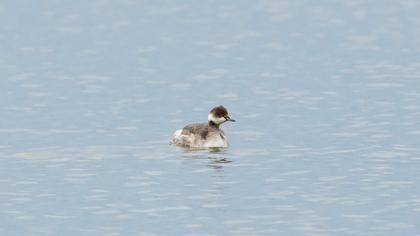 Karaboyunlu batağan