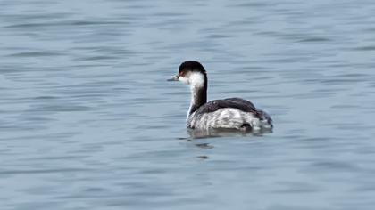 Karaboyunlu batağan