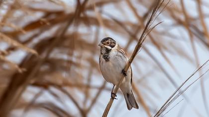 Common Reed Bunting