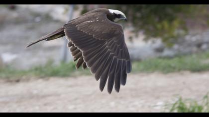 Western Marsh Harrier