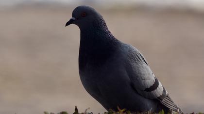 Kaya güvercini
