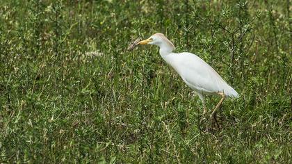 Sığır balıkçılı