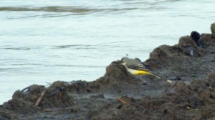 Dağ kuyruksallayanı