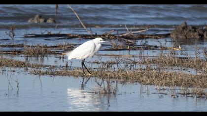 Küçük ak balıkçıl