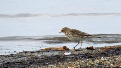 Water Pipit