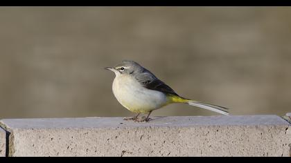 Dağ kuyruksallayanı