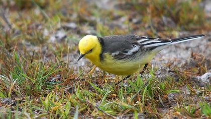 Sarıbaşlı kuyruksallayan