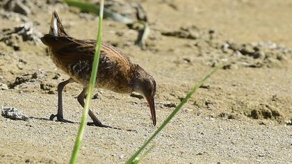 Water Rail