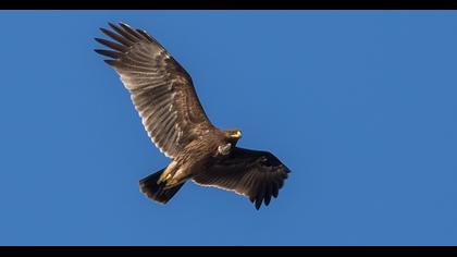 Büyük orman kartalı