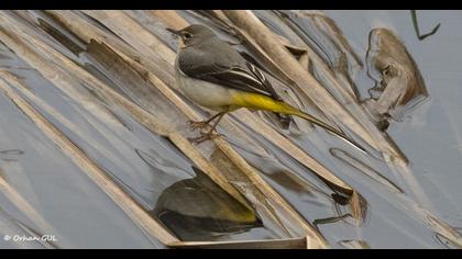 Dağ kuyruksallayanı