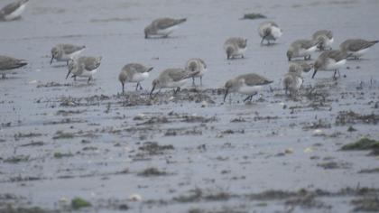 Karakarınlı kumkuşu