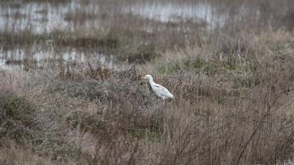 Sığır balıkçılı