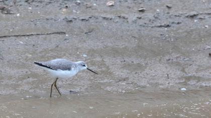 Bataklık düdükçünü