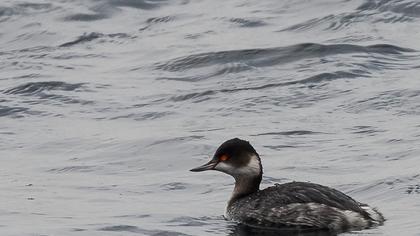 Karaboyunlu batağan