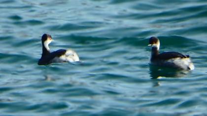 Karaboyunlu batağan