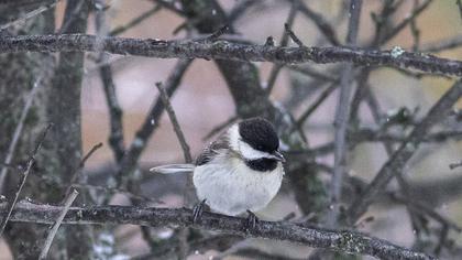 Akyanaklı baştankara