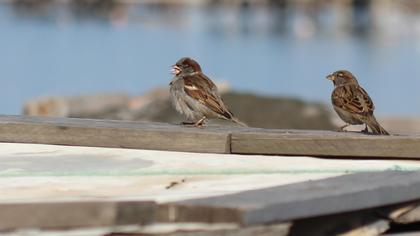 House Sparrow