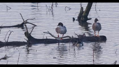 Taiga/Tundra Bean Goose