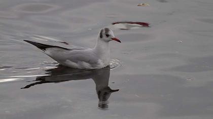 Black-headed Gull