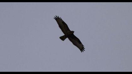 Common Buzzard