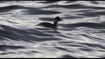 Black-necked Grebe