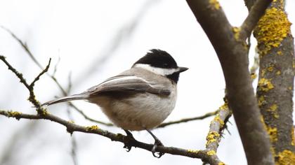 Akyanaklı baştankara