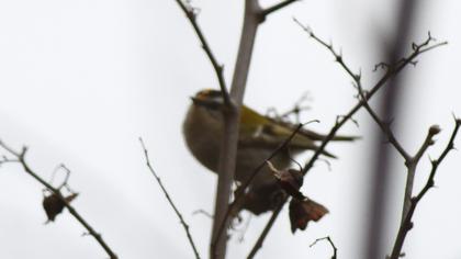 Sürmeli çalıkuşu